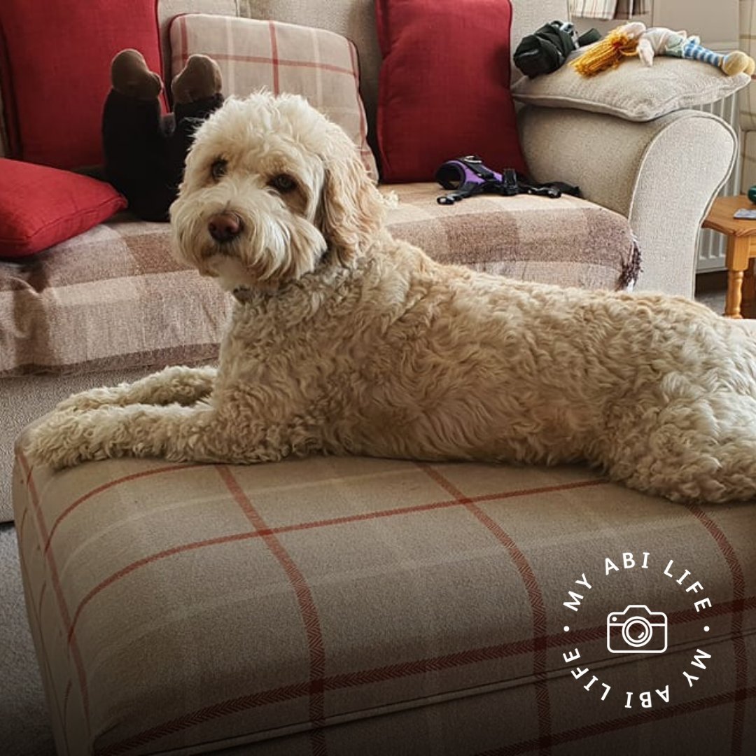 Does your four-legged friend love your ABI as much as you do? 🐶

📸 Linda Dennison <a